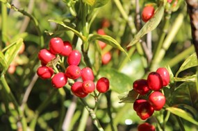 红色小野果图片